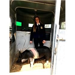 Breeonna Sampson, FFA - Blue Ribbon Market Hog (Weight: 268)