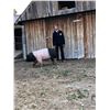 Image 1 : Josiah Jones, FFA  - Red Ribbon Market Hog (Weight: 331)