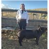 Image 1 : Danica Ponessa - Red Ribbon Market Hog (Weight: 229)
