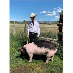 Finn Fitch  - Blue Ribbon Market Hog (Weight: 290)