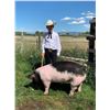 Image 1 : Finn Fitch  - Blue Ribbon Market Hog (Weight: 290)