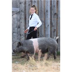 Haylee Brown - Blue Ribbon Market Hog (Weight: 266)