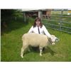 Image 1 : Secret Petersen - Red Ribbon Market Lamb (Weight: 116)