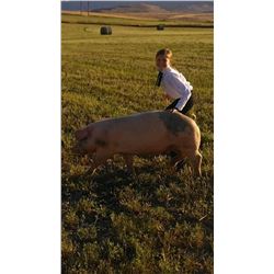 Ashlyn Burk  - Red Ribbon Market Hog (Weight: 275)