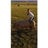 Image 1 : Ashlyn Burk  - Red Ribbon Market Hog (Weight: 275)