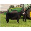 Image 1 : Austin Schuett, FFA - Purple Ribbon Market Beef (Weight: 1325)