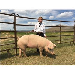Fayth Clarno  - Red Ribbon Market Hog (Weight: 372)