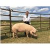 Image 1 : Fayth Clarno  - Red Ribbon Market Hog (Weight: 372)