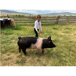 Callie Tash  - Blue Ribbon Market Hog (Weight: 275)