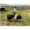 Image 1 : Callie Tash  - Blue Ribbon Market Hog (Weight: 275)