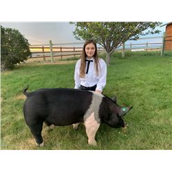 Aspen Longie - Purple Ribbon Market Hog (Weight: 245)