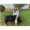 Image 1 : Aspen Longie - Purple Ribbon Market Hog (Weight: 245)