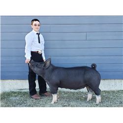 Asher Burch  - Purple Ribbon Market Hog (Weight: 284)