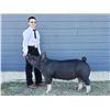 Image 1 : Asher Burch  - Purple Ribbon Market Hog (Weight: 284)