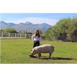 Nicole Lessley  - Red Ribbon Market Hog (Weight: 356)