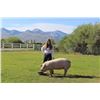 Image 1 : Nicole Lessley  - Red Ribbon Market Hog (Weight: 356)