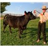 Image 1 : Ryder Gaasch - Blue Ribbon Market Beef (Weight: 1270)