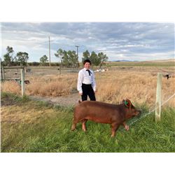 Zakariah Anderson  - Blue Ribbon Market Hog (Weight: 280)
