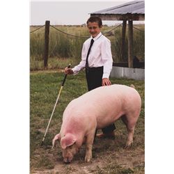 Bretton White - Red Ribbon Market Hog (Weight: 269)