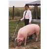 Image 1 : Bretton White - Red Ribbon Market Hog (Weight: 269)
