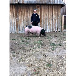 Sam Jones, FFA  - Blue Ribbon Market Hog (Weight: 300)