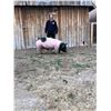 Image 1 : Sam Jones, FFA  - Blue Ribbon Market Hog (Weight: 300)