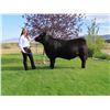 Image 1 : Taryn Martinell  - Blue Ribbon Market Beef (Weight: 1480)
