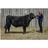Image 1 : Dakota Abbey, FFA - Blue Ribbon Market Beef (Weight: 1250)