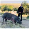Image 1 : Tristen Setzer, FFA  - Red Ribbon Market Hog (Weight: 289)