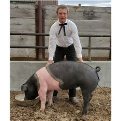 Tel Holland  - Red Ribbon Market Hog (Weight: 324)