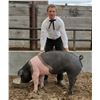 Image 1 : Tel Holland  - Red Ribbon Market Hog (Weight: 324)