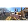 Image 1 : Jackson Bergeson  - Red Ribbon Market Hog (Weight: 287)