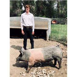 Caden Hansen  - Blue Ribbon Market Hog (Weight: 276)