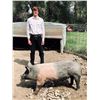 Image 1 : Caden Hansen  - Blue Ribbon Market Hog (Weight: 276)