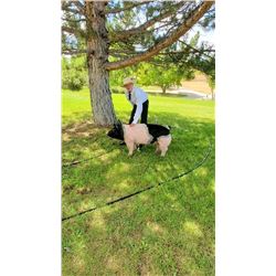 Jaysun Molenda  - Blue Ribbon Market Hog (Weight: 293)