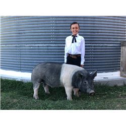 Bence McCoy  - Purple Ribbon Market Hog (Weight: 294)