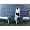 Image 1 : Bence McCoy  - Purple Ribbon Market Hog (Weight: 294)
