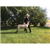 Image 1 : Emma Mitchell, FFA  - Red Ribbon Market Lamb (Weight: 143)