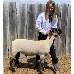 Kaitlyn Konen  - Red Ribbon Market Lamb (Weight: 145)
