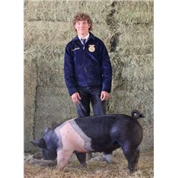 Bryan Schmidlin, FFA - Blue Ribbon Market Hog (Weight: 245)