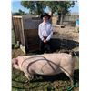 Image 1 : Jacob Weldon  - Red Ribbon Market Hog (Weight: 313)
