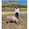 Image 1 : Darby Perrenoud  - Red Ribbon Market Hog (Weight: 306)
