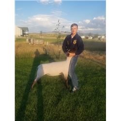 Cash Atkinson, FFA  - Purple Ribbon Market Lamb (Weight: 152)