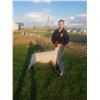 Image 1 : Cash Atkinson, FFA  - Purple Ribbon Market Lamb (Weight: 152)