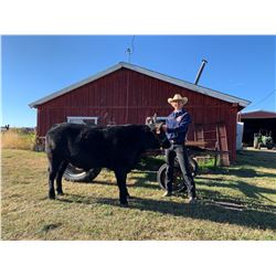 Malcolm Peterson, FFA - Red Ribbon Market Beef (Weight: 1145)