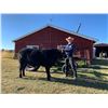 Image 1 : Malcolm Peterson, FFA - Red Ribbon Market Beef (Weight: 1145)