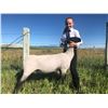 Image 1 : Tessa Johnson - Blue Ribbon Market Lamb (Weight: 134)