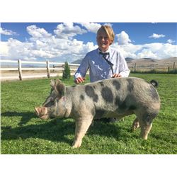 Josi Ward - Red Ribbon Market Hog (Weight: 252)