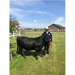 Zeke Ellis, FFA - Red Ribbon Market Beef (Weight: 1280)