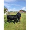 Image 1 : Zeke Ellis, FFA - Red Ribbon Market Beef (Weight: 1280)